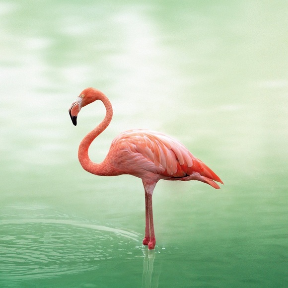 flamingosallday